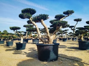 Olea Europaea Bonsai