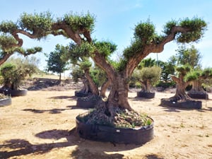 Olea Europaea Bonsai