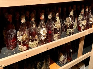 vino-4