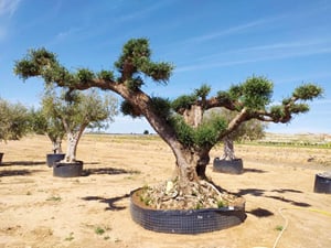 Olea Europaea Bonsai