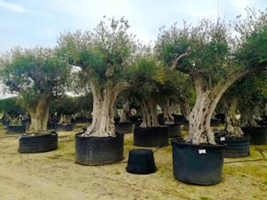 Olea Europaea Bonsai