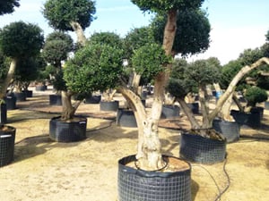 Olea Europaea Bonsai
